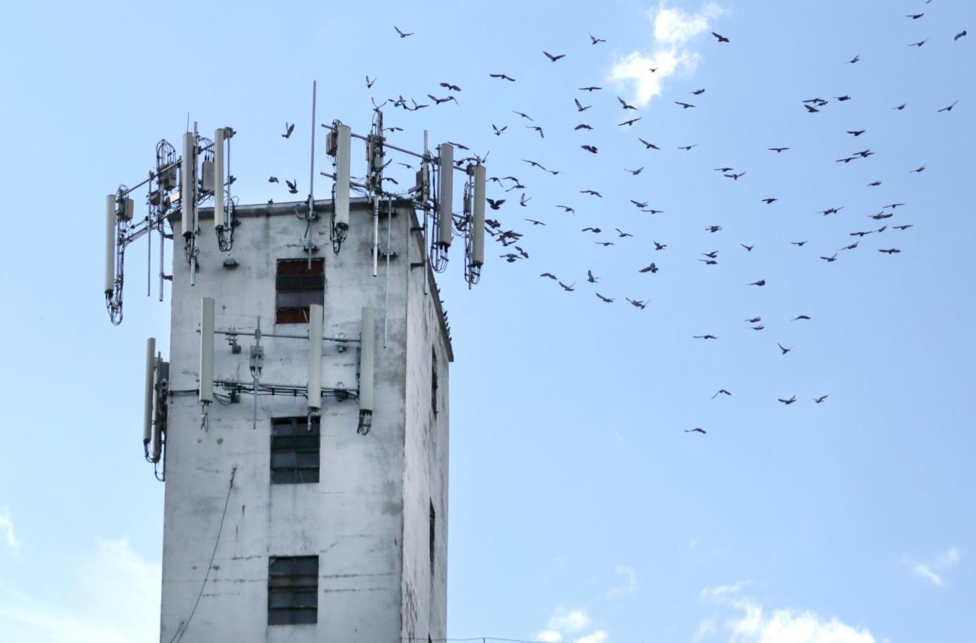 Pigeon swarm
